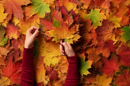 Bunch of colorful maple leaves in female hands with red nails design. Bright autumn background. Sunny day, warm weather. Top view. Banner.の写真素材