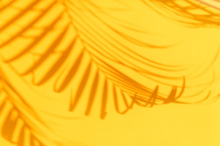 Summer travel concept. Shadow of exotic palm leaves is laying on pastel yellow wallの写真素材