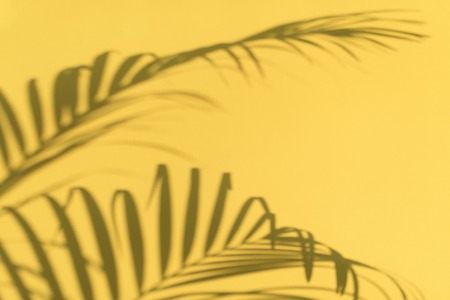 Shadows of tropical palm leaves on pastel yellow wall