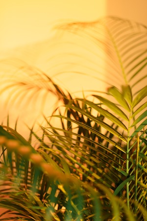 Shadows of tropical palm leaves on pastel yellow wall
