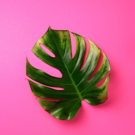 Tropical monstera leaf on pink