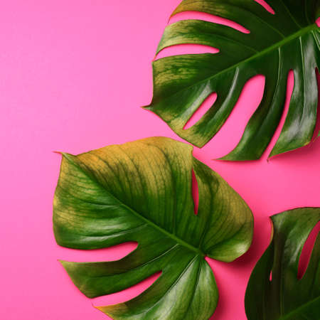 Tropical monstera leaves on pinkの写真素材