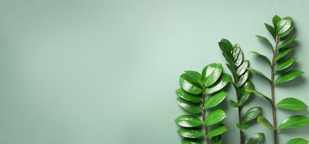 Exotic leaves of Zamioculcas zamiifolia on green background. Top view. Copy space. Creative layout...