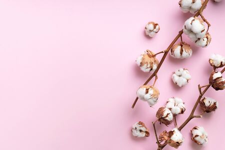 Cotton flower branch on pink background with copy space. Top view. Flat lay. Flowers composition. Cozy winter and organic lifestyle concept. Banner.の写真素材