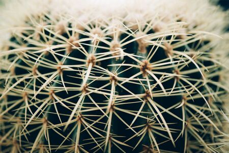 Green cactus background. Succulent green plant. Minimal lifestyle concept. Trendy interior banner.の写真素材