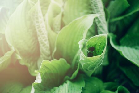 Fresh green foliage. Leaves background. Green dynamic backdrop for your design. Tropical leaf textureの写真素材