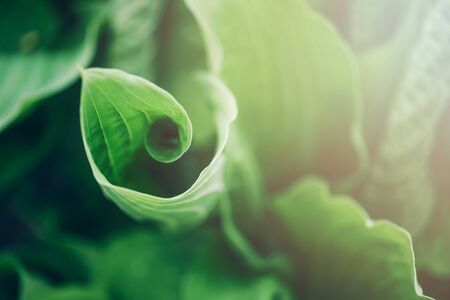 Green leaves texture. Tropical leaf background. Banner. Top view.の写真素材