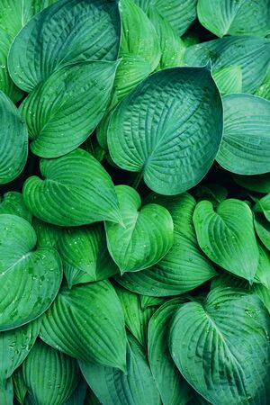 Nature concept. Top view. Green leaves texture. Tropical leaf backgroundの写真素材
