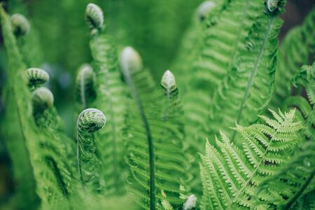 Green ferns leaves. Natural foliage background. Floral texture. Nature conceptの写真素材