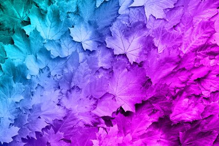 Colorful autumn leaves background with copy space. Cozy fall mood. Season and weather creative concept in neon colors.の写真素材