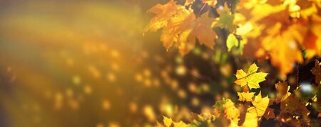 Orange, yellow maple leaves background. Golden autumn concept. Sunny day, warm weather. Banner with light bokeh. Banner.の写真素材