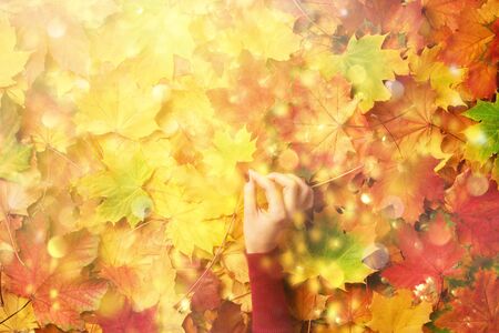 Maple leaf in girl hands. Hello autumn. Abstract background with light bokeh. Copy space for advertising. Sunny day, warm weather. Top view. Bannerの写真素材