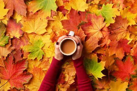 Autumn flat lay. Female hands with cup of coffee over colorful maple leaves background. Top view. Autumn season concept.の写真素材