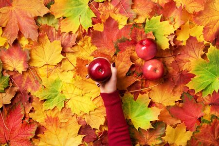 Female hand holding red apple over autumn leaves background. Vegan, vegetarian concept. Top viewの写真素材