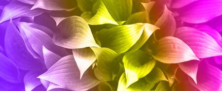 Leaves texture. Tropical leaf in vibrant rainbow gradient background. Banner. Top view. Banner with...