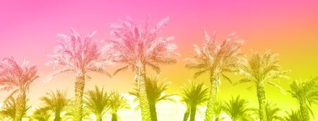 Tropical palm trees over trendy neon pink sky. Summer and travel concept with rainbow gradient....
