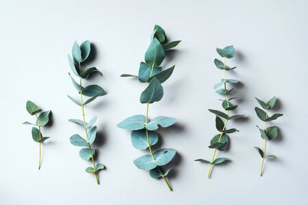 Eucalyptus branches on pastel green background. Flat lay, top view.の写真素材