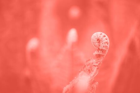 Green ferns leaves. Natural foliage in trendy coral color background. Floral texture. Nature concept