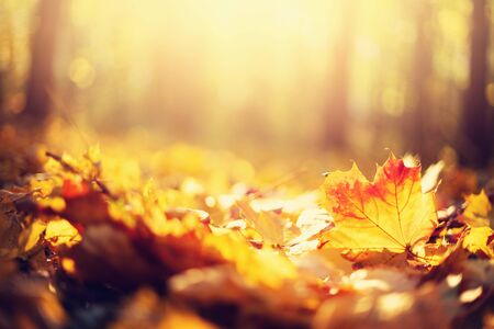 Autumn maple leaves in sunlights, sunny bokeh. Beautiful nature background with forest ground....