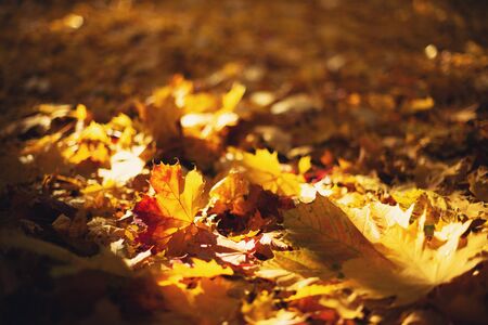 Autumn maple leaves in sunlights, sunny bokeh. Beautiful nature background with forest ground....