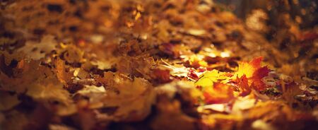 Autumn maple leaves in sunlights, sunny bokeh. Beautiful nature background with forest ground....