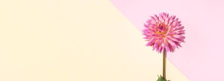 Pink dahlia flower on pastel yellow background. Top view. Flat lay. Copy space. Banner. Creative minimalism still life. Floral designの写真素材