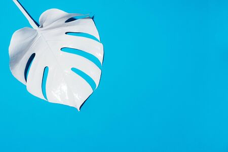 White painted monstera tropical leaf on blue background. Summer minimal conceptの写真素材