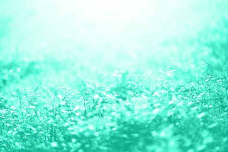 Blur leaves with bokeh, abstract background in mint color. Banner. Wild nature. Biscay Green color...