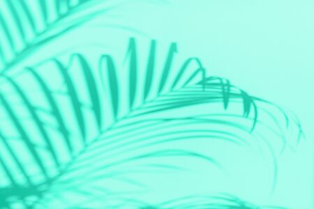 Summer travel concept. Shadow of exotic palm leaves is laying on mint color background. Banner with...