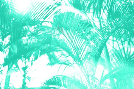 Palm trees over sky. Summer, holiday and travel concept. Palm branches with sun light effect. Trendy mint color background for design. Trendy green and turquoise color. Tropical jungle view.の写真素材