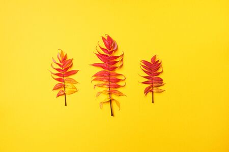 Red, green and yellow autumn tree leaves over yellow background. Top view. Copy space. Branch of Staghorn Sumac tree with multicolored leaves.の写真素材