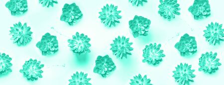 Pattern with exotic succulents on mint color background. Flat lay. Top view. Trendy green and turquoise color. Pop art design, creative summer concept. Minimal styleの写真素材