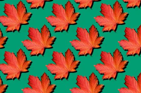 Red maple leaves pattern on green background. Top view. Flat lay. Season concept. Creative layout of...