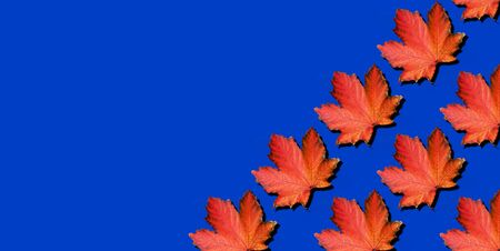 Creative layout of colorful autumn leaves. Banner with red maple leaves pattern on blue background. Top view. Flat lay. Season conceptの写真素材