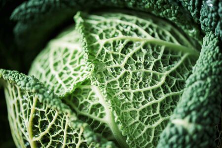 Raw green cabbage texture. Organic savoy cabbage background. Vegan and vegetarian diet conceptの写真素材