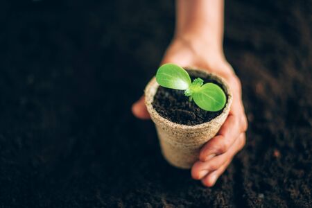 Agriculture, organic gardening, planting or ecology concept. Hand holding potted seedlings growing in biodegradable pots over soil background with copy space. Banner. Young sprouts. New life conceptの写真素材