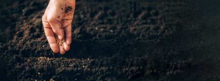 Hand growing seeds on sowing soil. Background with copy space. Agriculture, organic gardening, planting or ecology concept. Sustainable business investment. Gospel spreading.の写真素材