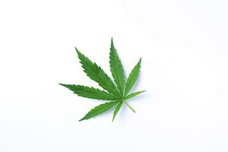 Green hemp leaf isolated on white background. Top view, copy space. Close up of cannabis leafの写真素材