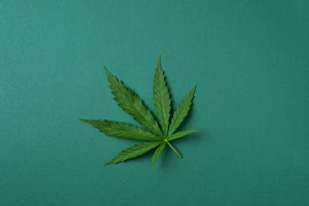 Green hemp leaf on green background. Top view, copy space. Close up of cannabis leafの写真素材