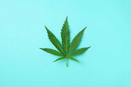 Green hemp leaf on blue background. Top view, copy space. Close up of cannabis leafの写真素材