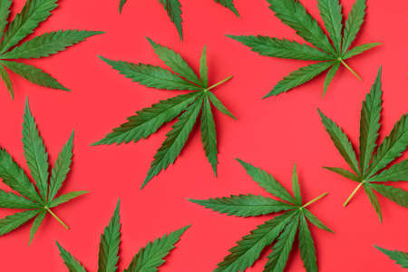 Hemp or cannabis leaves pattern on red background. Top view. Flat lay. Close up of fresh cannabis leaves for your designの写真素材