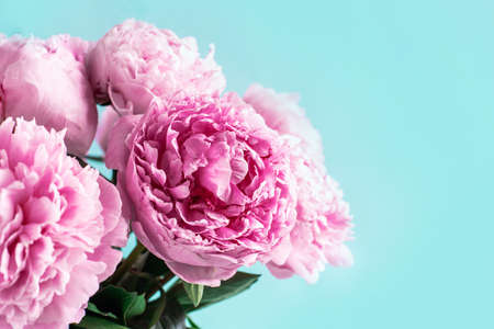 Pink peony flower on blue background. Copy space. Floral composition. Wedding, birthday, anniversary bouquet. Woman day, Mothers day. Macro of peonies flowersの写真素材