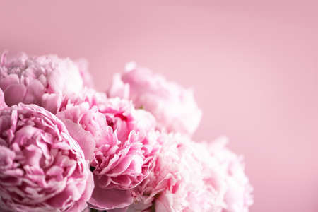 Pink peony flower on pastel background. Copy space. Floral composition. Wedding, birthday, anniversary bouquet. Woman day, Mothers day. Macro of peonies flowersの写真素材