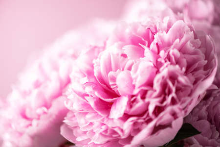 Wedding, birthday, anniversary bouquet. Pink peony flower on pastel background. Copy space. Trendy pastel floral composition. Woman day, Mothers day. Macro of peonies flowersの写真素材