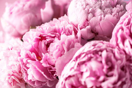 Wedding, birthday, anniversary bouquet. Pink peony flower on pastel background. Copy space. Trendy pastel floral composition. Woman day, Mothers day. Macro of peonies flowersの写真素材