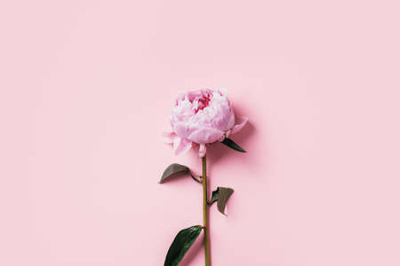 Wedding, birthday, anniversary bouquet. Pink peony flower on pastel background. Copy space. Trendy...