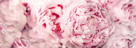 Pink peony flower on pastel background. Copy space. Floral composition. Wedding, birthday, anniversary bouquet. Woman day, Mothers day. Macro of peonies flowersの写真素材