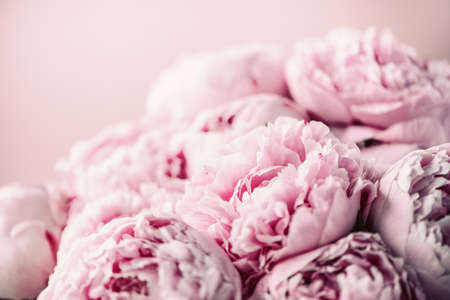 Pink peony flower on pastel background. Copy space. Floral composition. Wedding, birthday, anniversary bouquet. Woman day, Mothers day. Macro of peonies flowersの写真素材