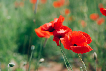 Field of bright red poppy flowers. Summer time. Background with copy space. Blooming poppies garden. Colorful meadowの写真素材