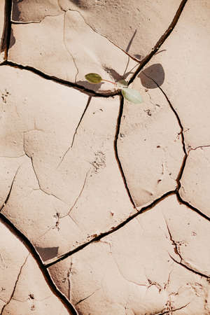 Green plant growing in dried cracked ground. Fresh sprout in arid soil land. Leadership concept....